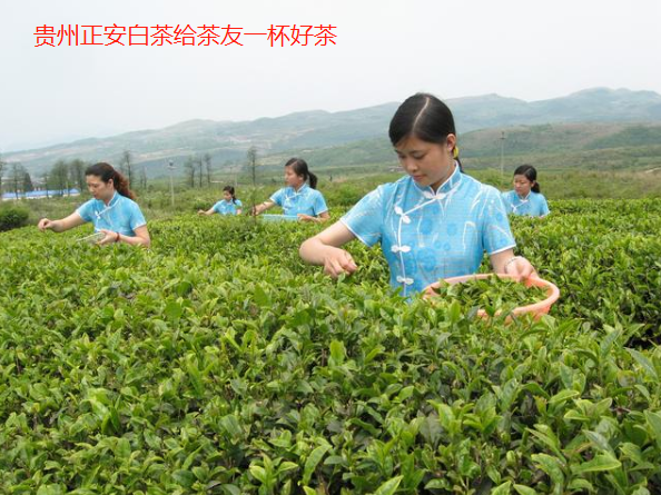 北京浙江遠嫁貴州的“白茶”姑娘怎么樣了
