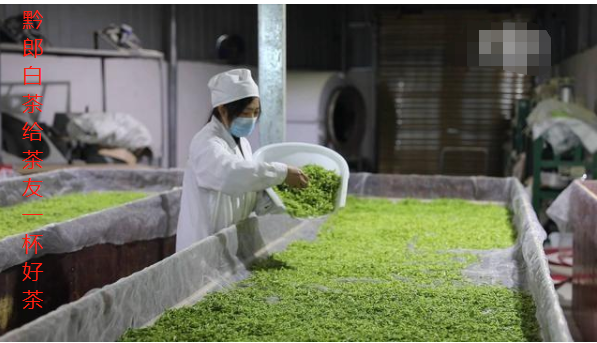 遼源中國白茶之鄉”貴州正安白茶采摘進入高峰期